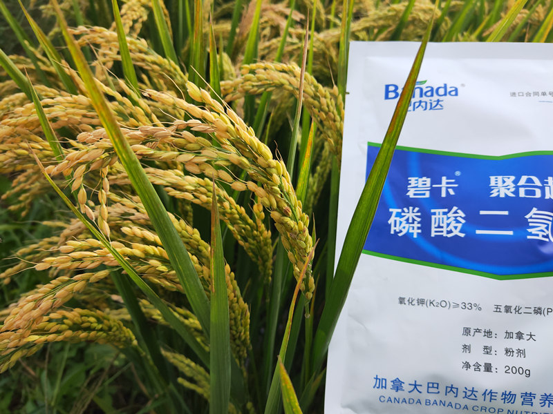 水稻施肥很重要，如何才能正確施肥？